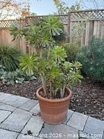 Full view of Aeonium arboreum in terracotta pot