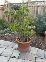 Full view of Aeonium arboreum in terracotta pot