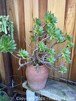 Full view of branching Aeonium arboreum in terracotta pot