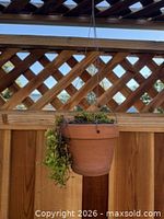 Full view of terracotta hanging planter and plant.