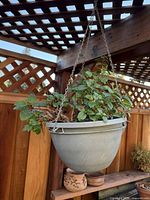 Full view of hanging planter under pergola