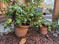 Large and small terracotta planter pots with plants inside