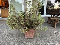 Front view showing square woven terracotta planter with variegated succulent plant