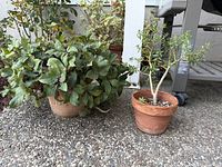 Both terracotta planters with plants side by side, showing relative sizes and condition
