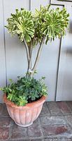 Full view of variegated Aeonium tree with companion succulents in ribbed terracotta pot
