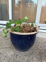 Full view of blue ceramic planter with plant