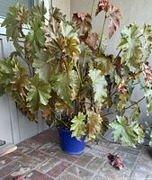 Full view of Begonia 'Flo Belle' plant in blue pot on brick floor
