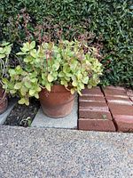 Front view of Crassula multicava in terracotta pot