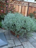 Side view of overflowing lavender in large terracotta planter on patio