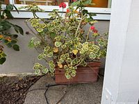 Front view of variegated geranium in terracotta planter