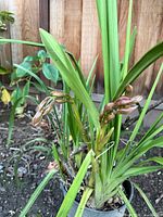 Close view of Cymbidium orchid showing leaves and flower spike