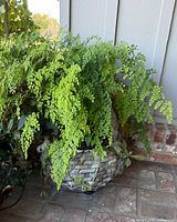 Full view of maidenhair fern overflowing grey woven basket planter, showing plant size and basket texture
