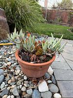 Side view of terracotta pot with succulents on rock bed