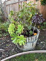 Wooden half-barrel planter with Aeonium arboreum succulents