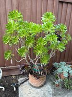 Full view of Aeonium arboreum succulent in terracotta pot