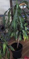 Full view of 6-ft dracaena plant in black pot
