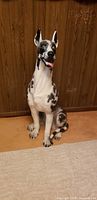 front view of ceramic Great Dane dog figure