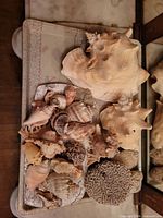 tray with assorted shells and coral pieces