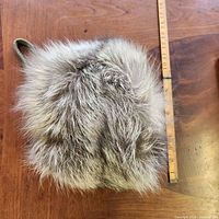 Top view showing full fur exterior and ruler for size
