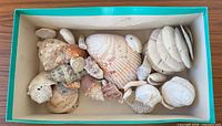 Assorted shells inside teal-edged box