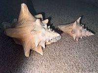 Both seashells showing relative size and spines