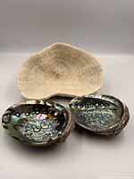 Front view of two abalone shells showing iridescent interiors and mushroom coral behind