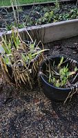 Two large plastic pots containing iris plants with green and dried foliage