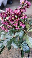 Close-up of pink hellebore flowers and foliage in planter