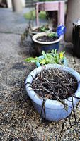 Four assorted pots on walkway with soil and dried plants