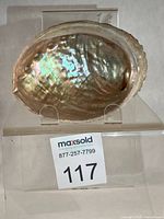 Full abalone shell on display stand showing iridescent interior