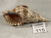 Full view of Triton's trumpet shell showing aperture and exterior patterns