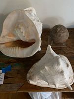 Two large conch shells and spherical stone on clear stand