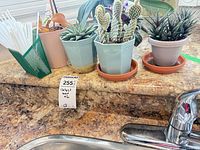 Group of six small potted cacti and succulents on countertop