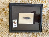 Overall view of framed fossil fish with lot tag visible