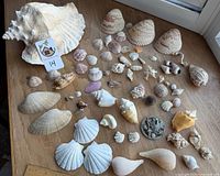 All items laid out including large conch, assorted shells and pewter sand dollar