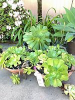 Overview of pot containing multiple Aeonium rosettes with surrounding foliage