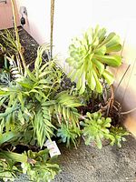 Overview of all three Aeonium succulents in pots