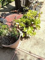 Two light-tan plastic/resin planters outdoors containing succulent plants