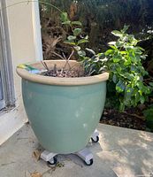 Full view of planter with plant on caddy