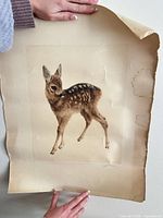 Full view of lithograph on curled sheet showing fawn image and overall paper condition