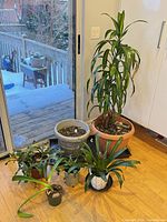 Group of six potted houseplants on floor by sliding door