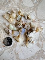Group of rough opal stones next to quarter for scale