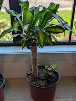 Single dracaena massangeana plant in pot