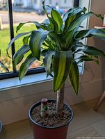 Single Dracaena Massangeana in pot on windowsill