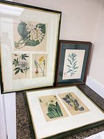 Three framed botanical engravings grouped on countertop: one large with four plates, one tall narrow with single plate, one square with two plates