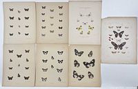 Group shot of all seven butterfly lithograph prints