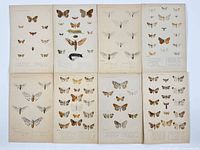 All eight lithograph plates laid out