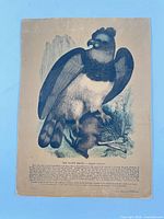 Full view of the hand-coloured engraving showing eagle and text