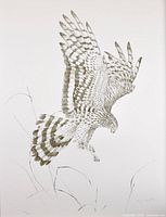 Monochrome lithograph of hawk in flight, signed and numbered