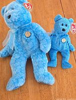 Front view of both Ty "Classy" bears showing size difference, ribbons, chest emblems, swing tags intact